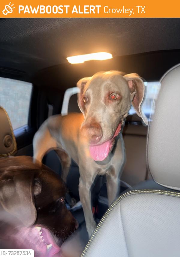 Found/Stray Female Dog last seen Crowley High School, Crowley, TX 76036