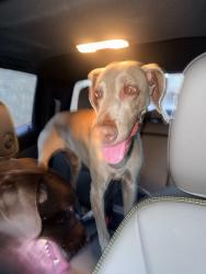Found/Stray Female Dog last seen Crowley High School, Crowley, TX 76036