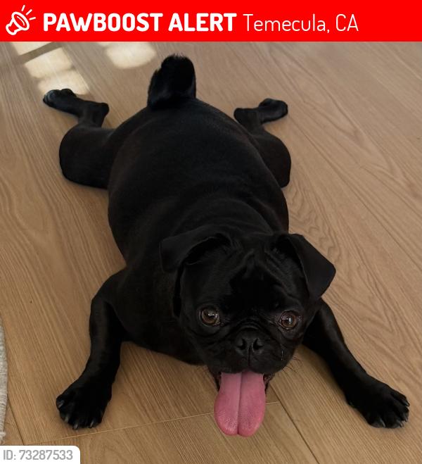 Lost Female Dog last seen Redhawk Circle, Temecula, CA 92592