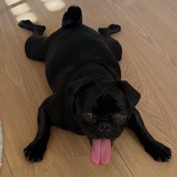 Lost Female Dog last seen Redhawk Circle, Temecula, CA 92592