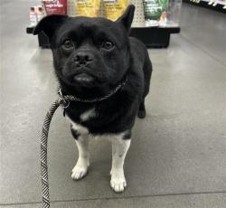 Shelter Stray Male Dog last seen Near BLOCK N CEDAR AVE, FRESNO CA 93703 4313, 5277 E Airways Blvd, Fresno, CA 93727, USA