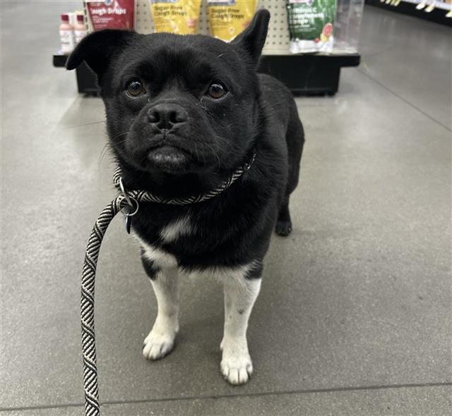 Shelter Stray Male Dog last seen Near BLOCK N CEDAR AVE, FRESNO CA 93703 4313, 5277 E Airways Blvd, Fresno, CA 93727, USA