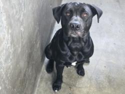Shelter Stray Male Dog last seen , 14409 Vanowen St, Van Nuys, CA 91405, USA