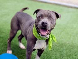 Shelter Stray Male Dog last seen , 957 N Gaffey St, San Pedro, CA 90731, USA