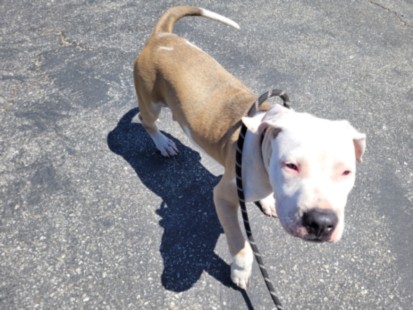 Shelter Stray Male Dog last seen , 957 N Gaffey St, San Pedro, CA 90731, USA
