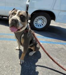 Shelter Stray Male Dog last seen , 957 N Gaffey St, San Pedro, CA 90731, USA