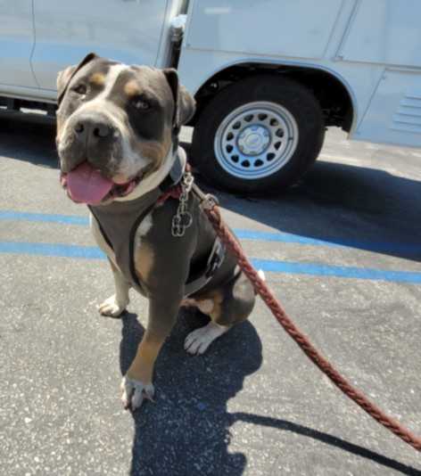 Shelter Stray Male Dog last seen , 957 N Gaffey St, San Pedro, CA 90731, USA