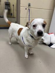 Shelter Stray Male Dog last seen , 232 Eslinger Way, Sanford, FL 32773, USA