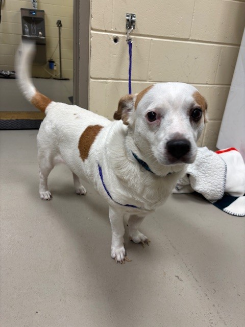 Shelter Stray Male Dog last seen , 232 Eslinger Way, Sanford, FL 32773, USA