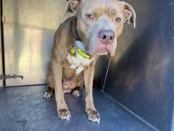 Shelter Stray Male Dog last seen Near BLOCK S 123RD ST, SEATTLE WA 98178, 21615 64th Ave S, Kent, WA 98032, USA