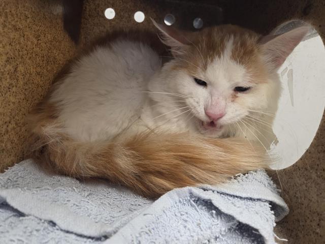 Shelter Stray Male Cat last seen Near BLOCK 128TH PL SE, KENT WA 98031, 21615 64th Ave S, Kent, WA 98032, USA