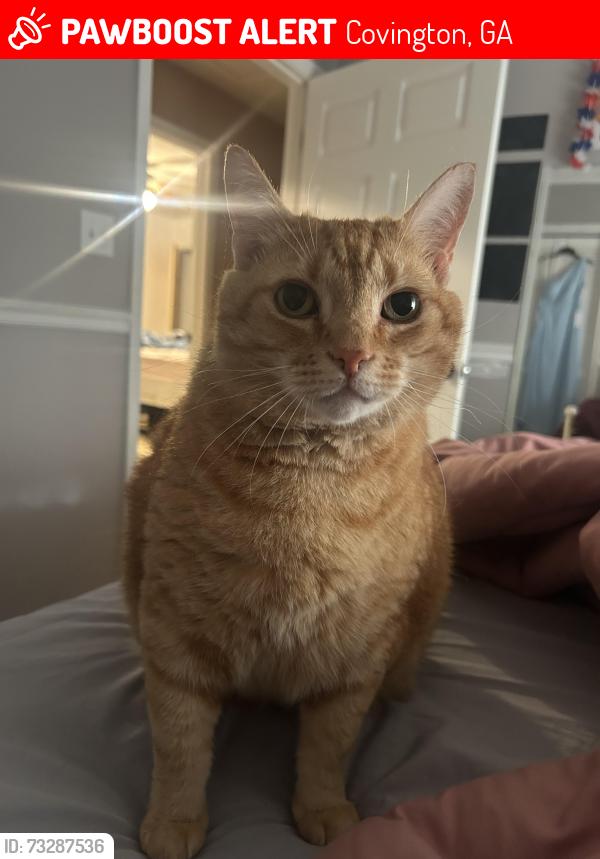 Lost Male Cat last seen County Line Road, Covington, GA 30016