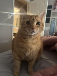 Lost Male Cat last seen County Line Road, Covington, GA 30016