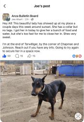 Found/Stray Female Dog last seen Chapman, Anza, CA 92539