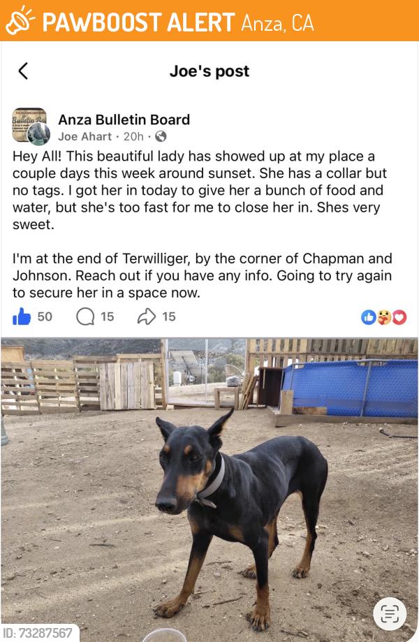Found/Stray Female Dog last seen Chapman, Anza, CA 92539