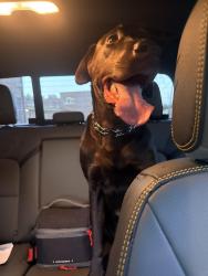 Found/Stray Male Dog last seen Crowley High School, Crowley, TX 76036