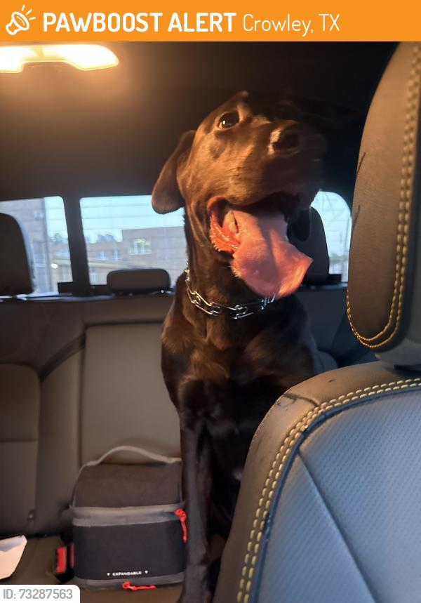 Found/Stray Male Dog last seen Crowley High School, Crowley, TX 76036