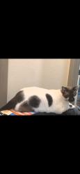 Lost Male Cat last seen 14th St/Colombia Ave, Palm Harbor, FL 34683
