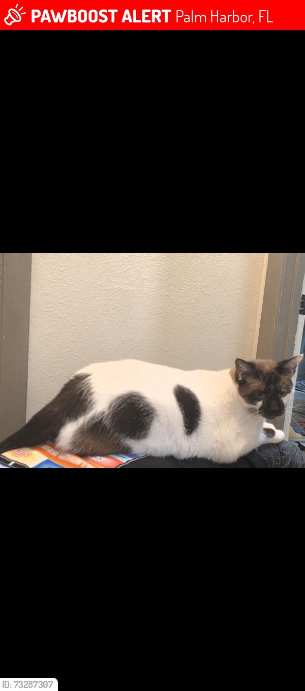 Lost Male Cat last seen 14th St/Colombia Ave, Palm Harbor, FL 34683