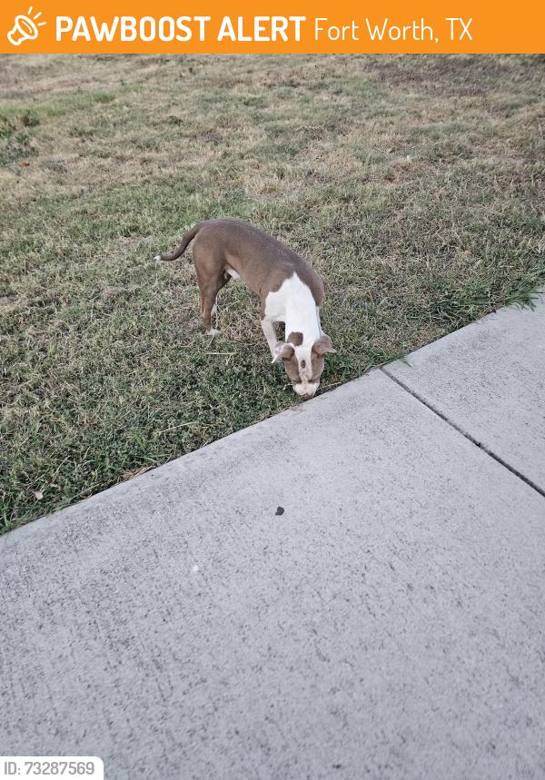 Found/Stray Male Dog last seen Near Townsend Dr, Fort Worth, TX 76110, Fort Worth, TX 76110