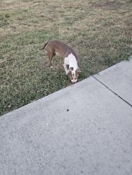 Found/Stray Male Dog last seen Near Townsend Dr, Fort Worth, TX 76110, Fort Worth, TX 76110