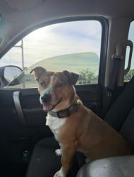 Lost Male Dog last seen Mead Ave, Yakima, WA 98902