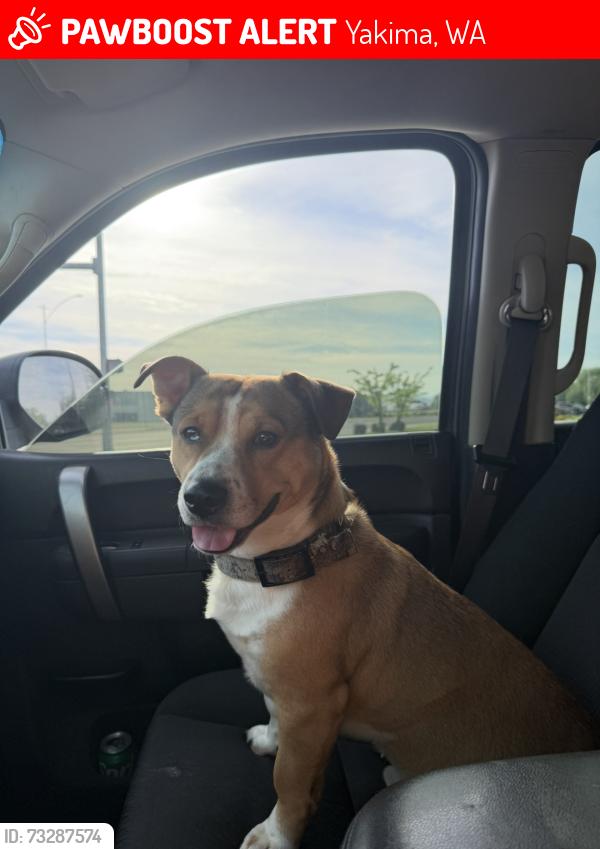 Lost Male Dog last seen Mead Ave, Yakima, WA 98902