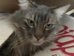 Lost Male Cat last seen Pepperridge Dr & Contrails Near Research& Rangewood, Colorado Springs, CO 80920