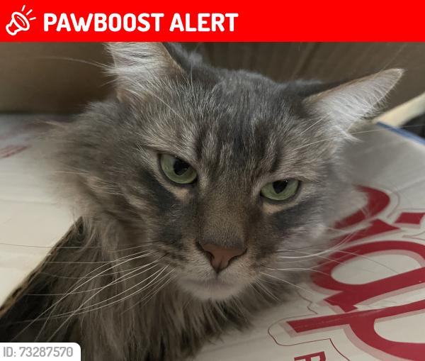 Lost Male Cat last seen Pepperridge Dr & Contrails Near Research& Rangewood, Colorado Springs, CO 80920