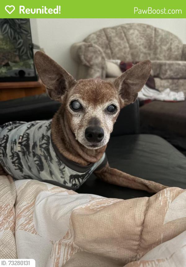 Reunited Female Dog last seen 7-11 @ 96 ave & 132 st Surrey BC, Surrey, BC V3T 3S4