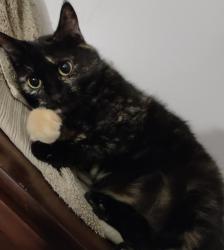 Reunited Female Cat last seen Indianola avenue and 7th avenue, Columbus, OH 43201