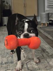 Lost Male Dog last seen Sundance, Webb road, phillips ests, Clarksville, TN 37044