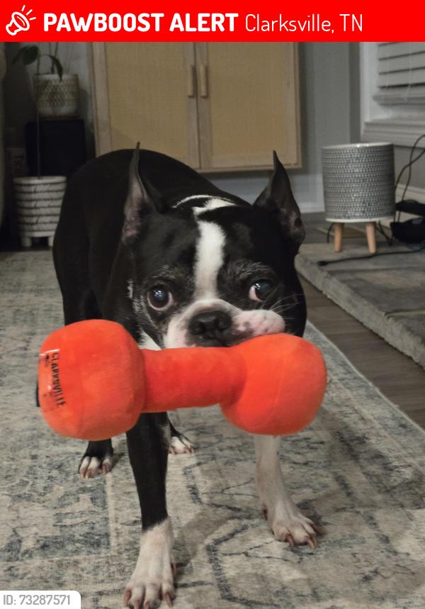 Lost Male Dog last seen Sundance, Webb road, phillips ests, Clarksville, TN 37044