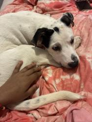 Lost Male Dog last seen Near highland ave ne, Hickory, NC 28601