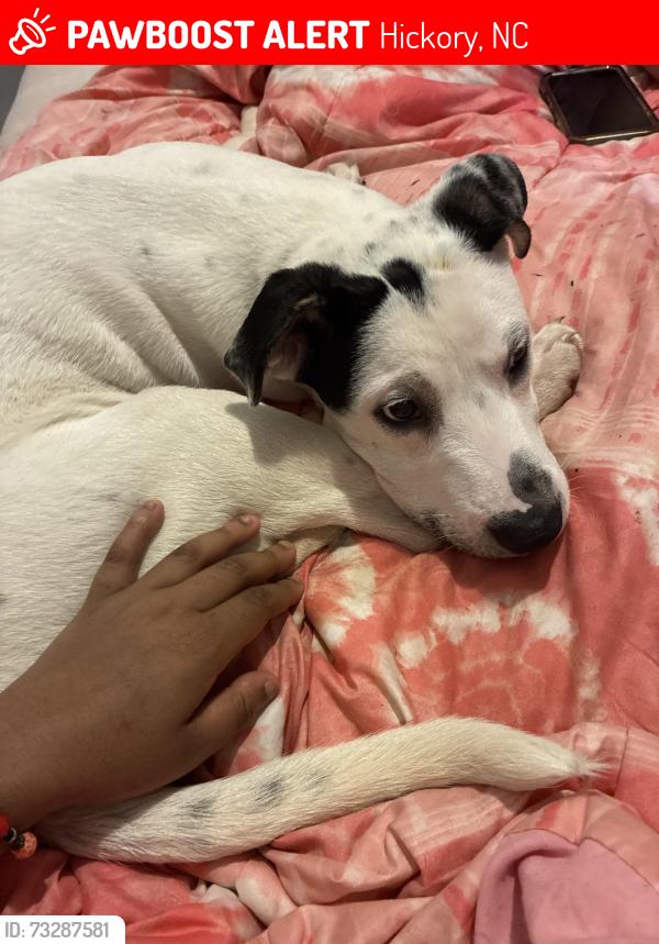 Lost Male Dog last seen Near highland ave ne, Hickory, NC 28601