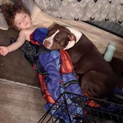 Lost Female Dog last seen Highland park apmts, Oklahoma City, OK 73135