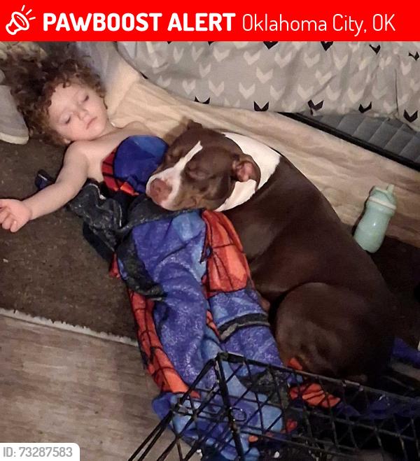 Lost Female Dog last seen Highland park apmts, Oklahoma City, OK 73135