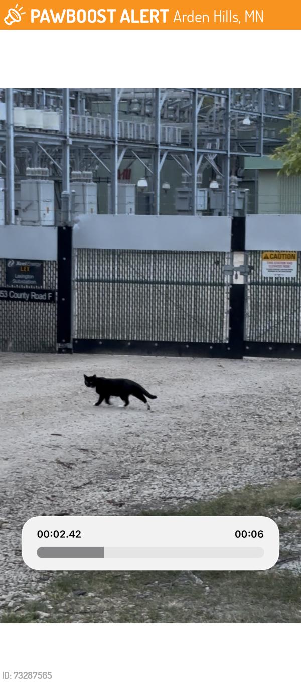 Found/Stray Unknown Cat last seen In Boston Scientific area near entry on Cty F, Arden Hills, MN 55126
