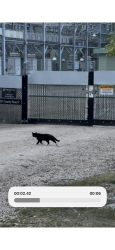 Found/Stray Unknown Cat last seen In Boston Scientific area near entry on Cty F, Arden Hills, MN 55126
