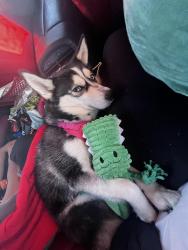 Lost Female Dog last seen James foster gaines park, Indianapolis, IN 46222