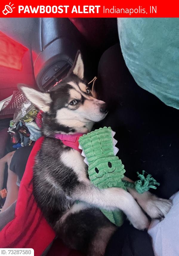 Lost Female Dog last seen James foster gaines park, Indianapolis, IN 46222