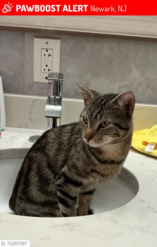 Lost Male Cat last seen Osborne terrace Newark, Newark, NJ 07108