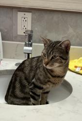 Lost Male Cat last seen Osborne terrace Newark, Newark, NJ 07108