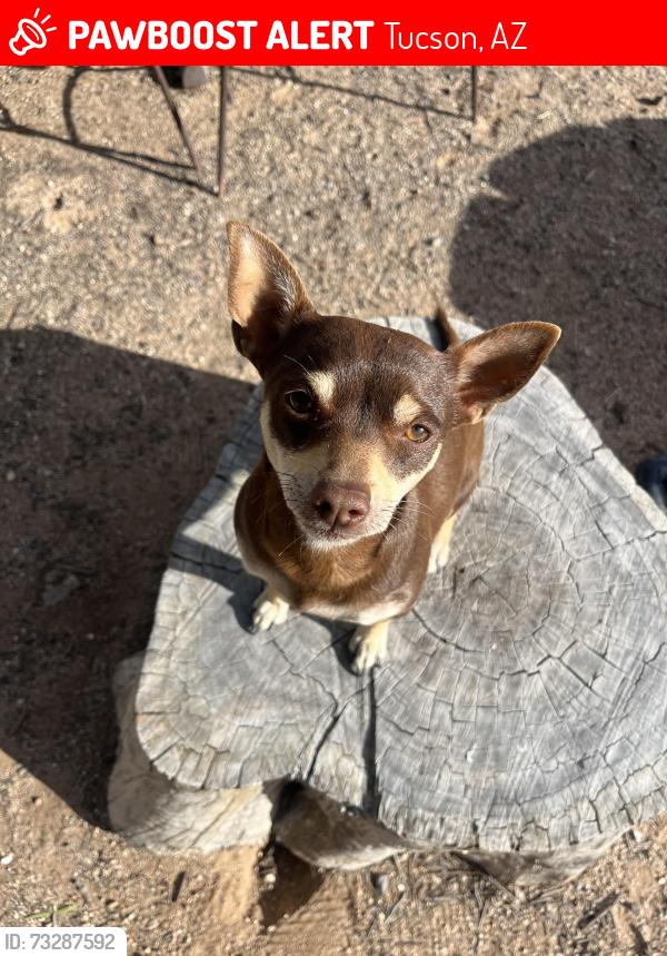 Lost Female Dog last seen Roger and Tuttle, Tucson, AZ 85705