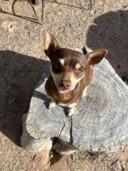 Lost Female Dog last seen Roger and Tuttle, Tucson, AZ 85705