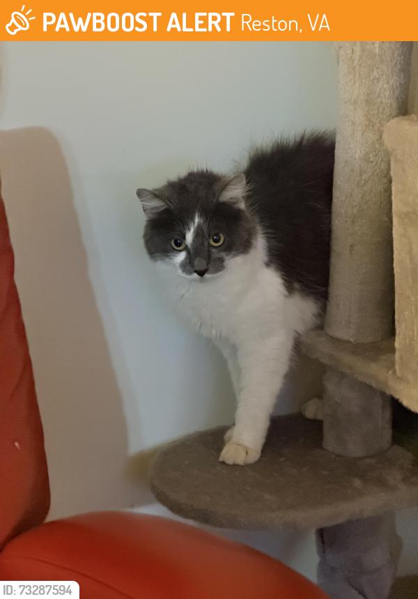 Found/Stray Female Cat last seen Laurel Glade, Reston, VA 20191