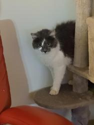 Found/Stray Female Cat last seen Laurel Glade, Reston, VA 20191