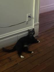Reunited Male Cat last seen N Aiken Ave, Columbo St, Neighborhood Academy, Pittsburgh, PA 15206