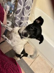 Found/Stray Male Dog last seen Prairie st and noble st, Spring, TX 77373