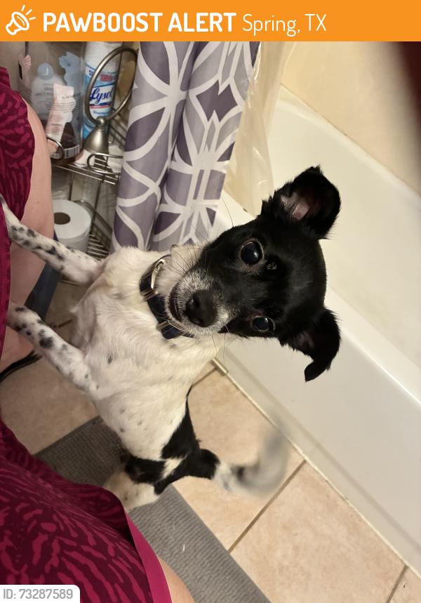 Found/Stray Male Dog last seen Prairie st and noble st, Spring, TX 77373
